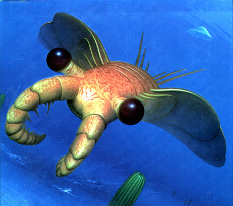 Anomalocaris, drapieżna krewetka